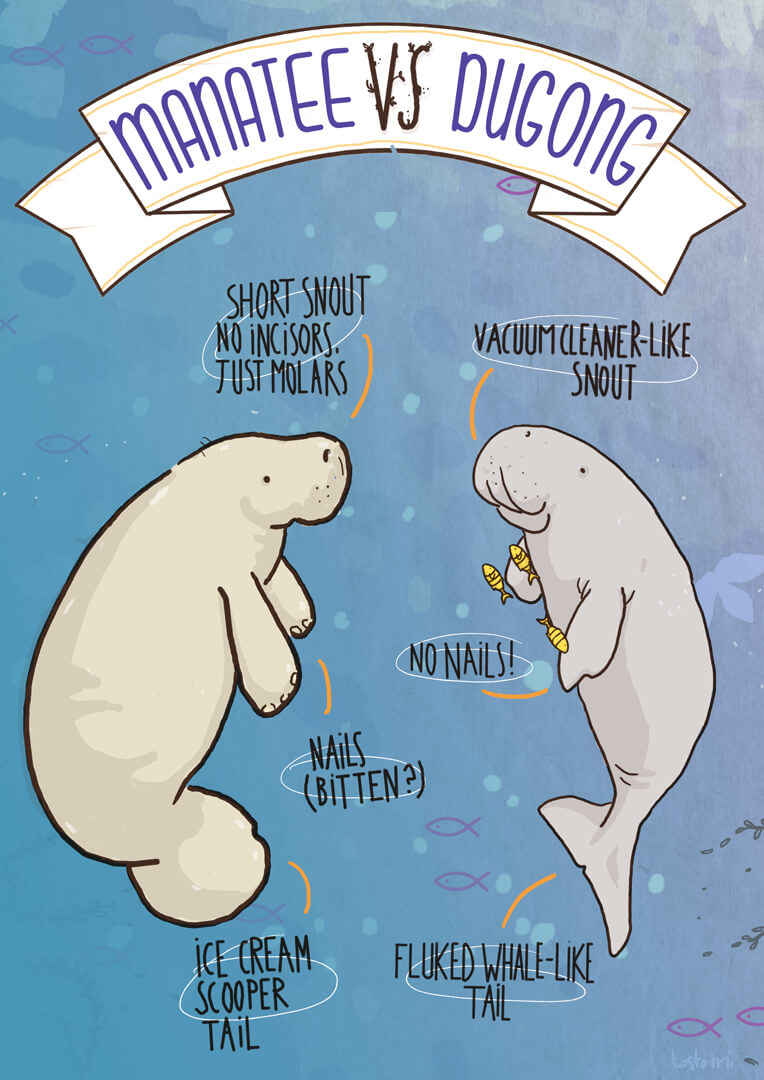 manatee-dugong-illustration-lamentino-tostoini